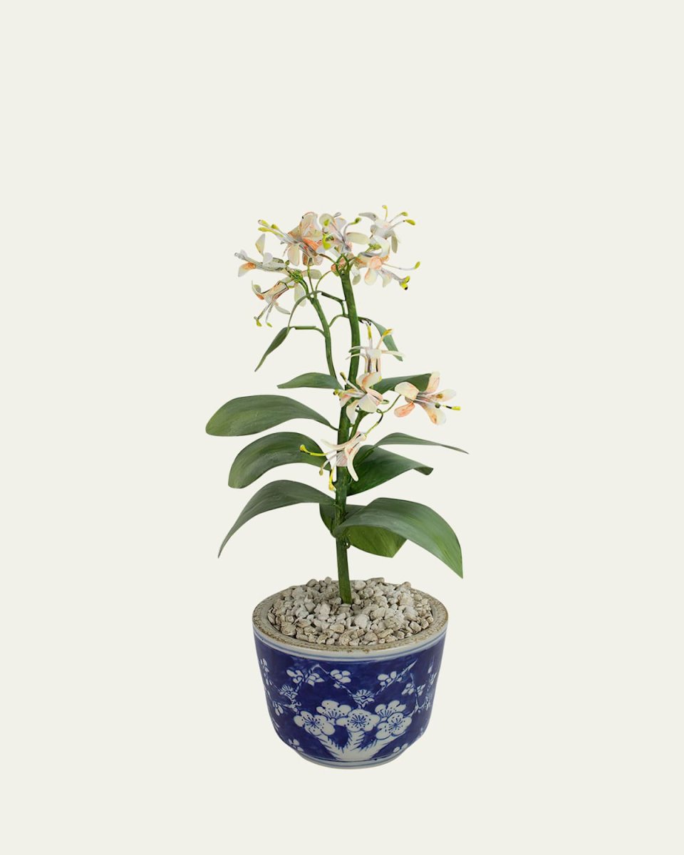 Honeysuckle June Birth Flower in Ceramic Pot